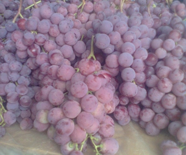  ������̳ forum