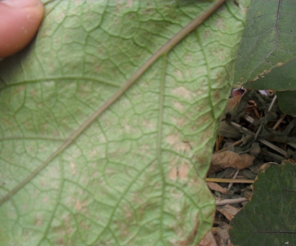  ����ݺ� forum