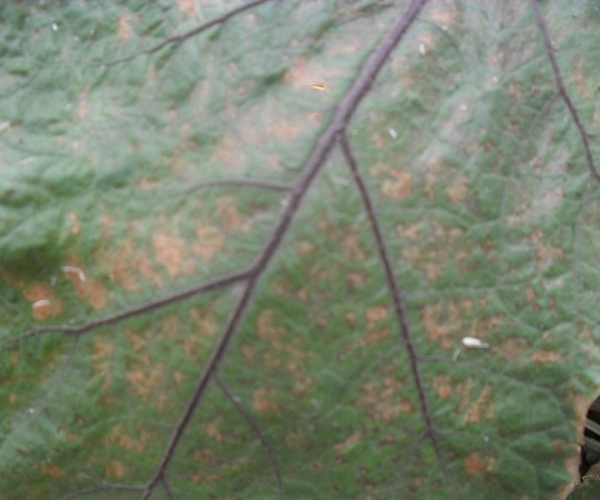  ����ݺ� forum