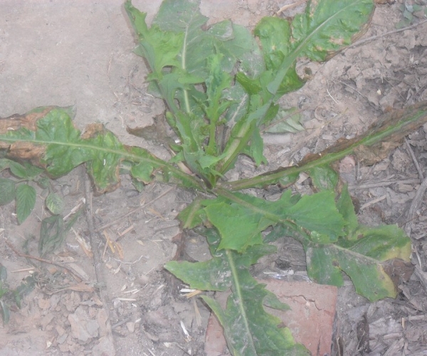  ����ݺ� forum