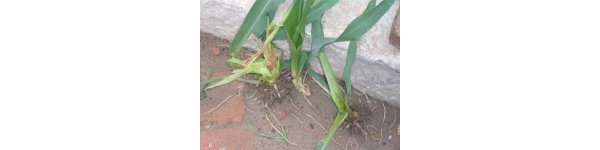  ����ݺ� forum