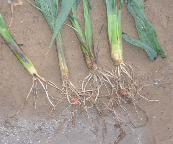  ����ݺ� forum