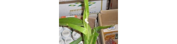  ����ݺ� forum