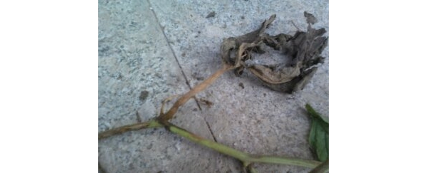  �߲�ר�� 1214473e3pep33z67e7xwp