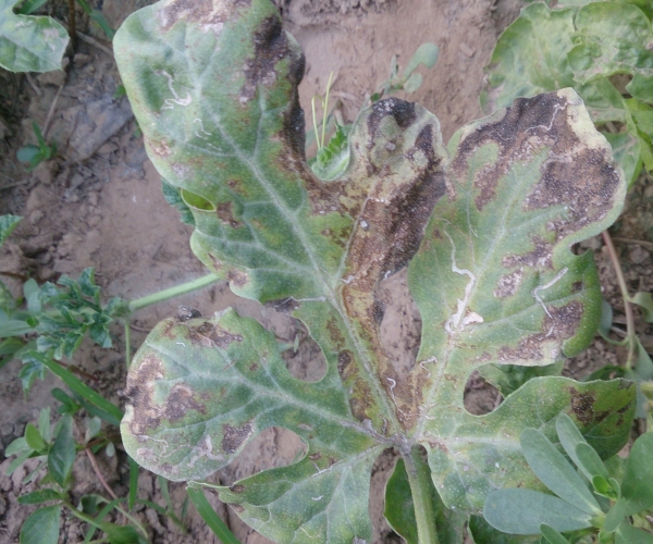  ߲ר 121559gkvava94rgpewgp5