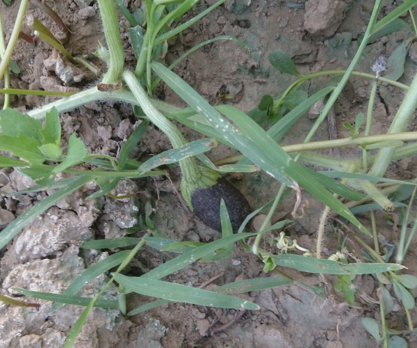  �߲�ר�� 12152427ela516aa226z26