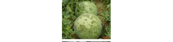  ����ݺ� forum