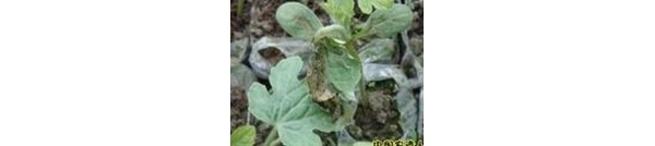  ����ݺ� forum