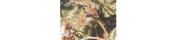  ����ݺ� forum