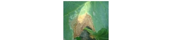  ����ݺ� forum