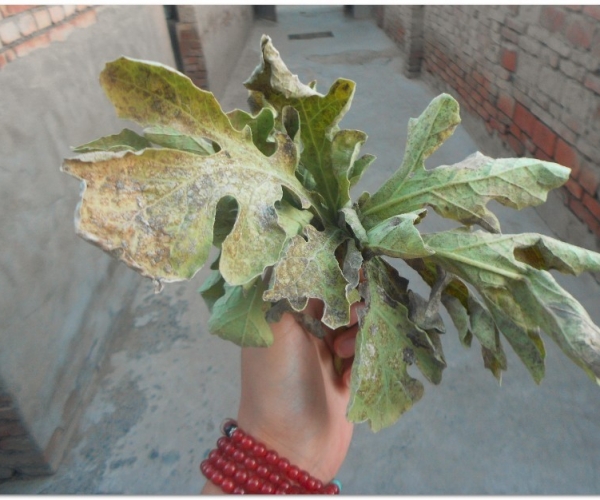  �߲�ר�� forum