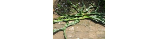  ����ݺ� forum