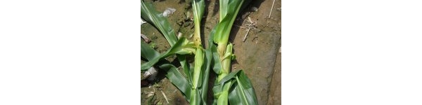  ����ݺ� forum