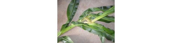  ����ݺ� forum