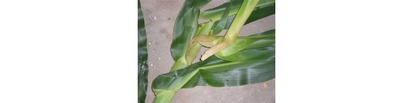  ����ݺ� forum