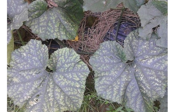  �߲�ר�� forum