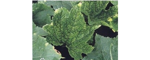  �߲�ר�� forum