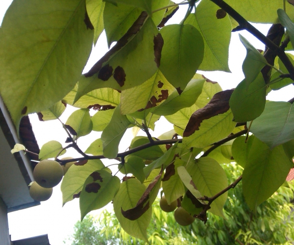  ˮ��ר�� 1602371dcxdapfrr81ajr0