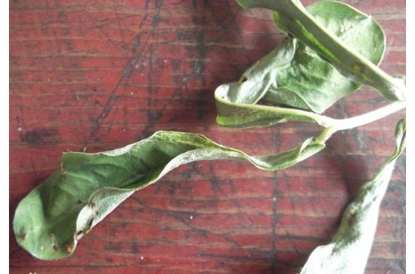  ˮ��ר�� forum