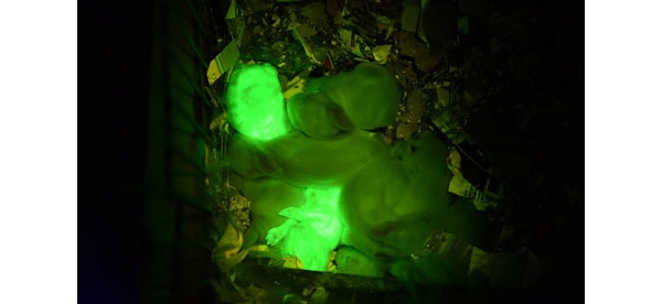  ������ֳ forum