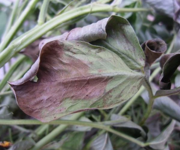  ˮ��ר�� forum