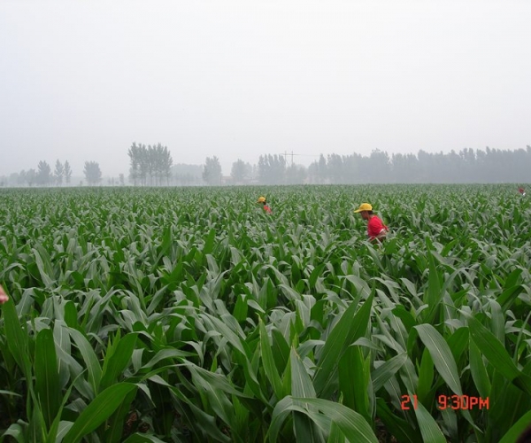 DSC04261 (复制).JPG