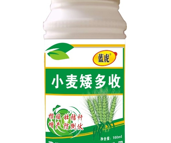 小麦矮多收.jpg