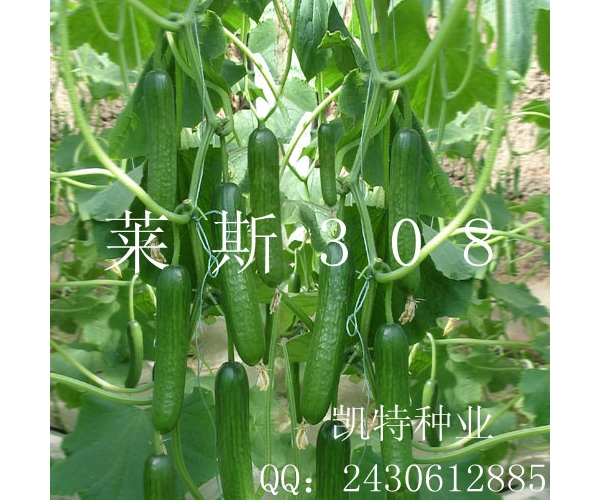 莱斯QQ.jpg