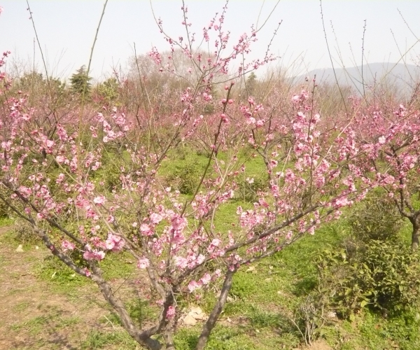 梅花山上梅花开
