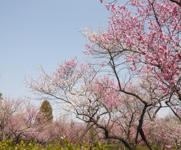 梅花山上梅花开