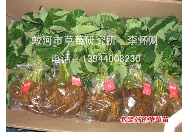 优质草莓苗.jpg