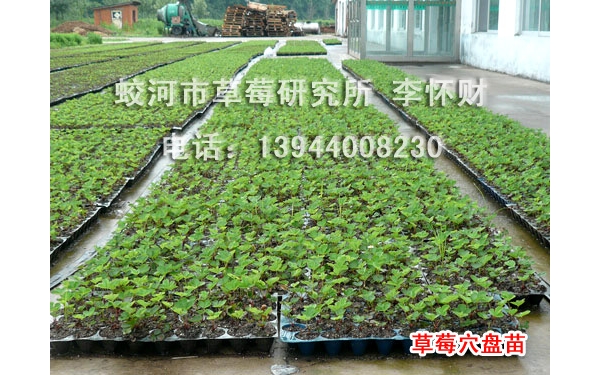 苗 (5).jpg