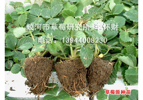 苗 (2).jpg