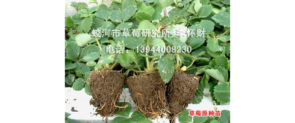 苗 (2).jpg