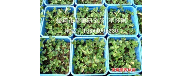 苗 (3).jpg
