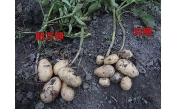土豆2.jpg