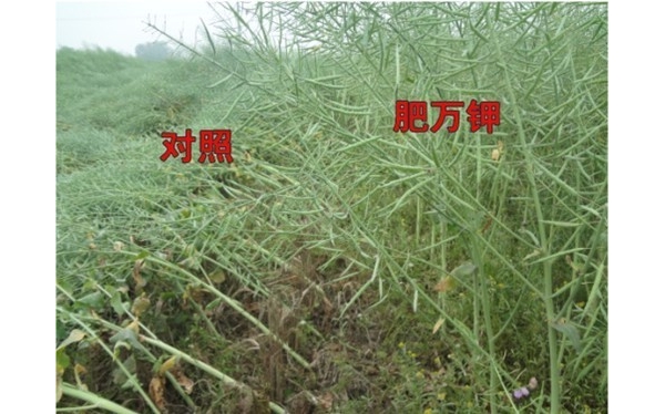油菜.jpg