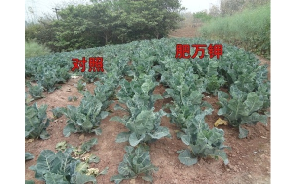 花椰菜.jpg