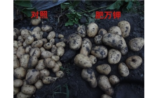 土豆.jpg