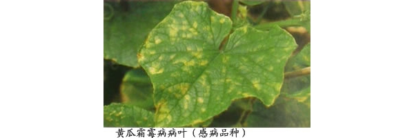 huanggua12.jpg