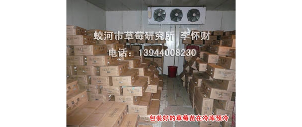 苗 (22).JPG