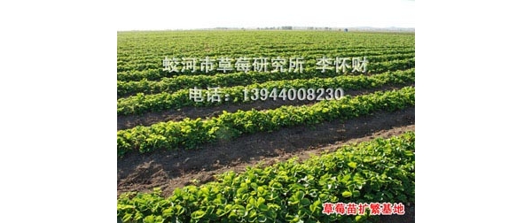 苗 (10).JPG