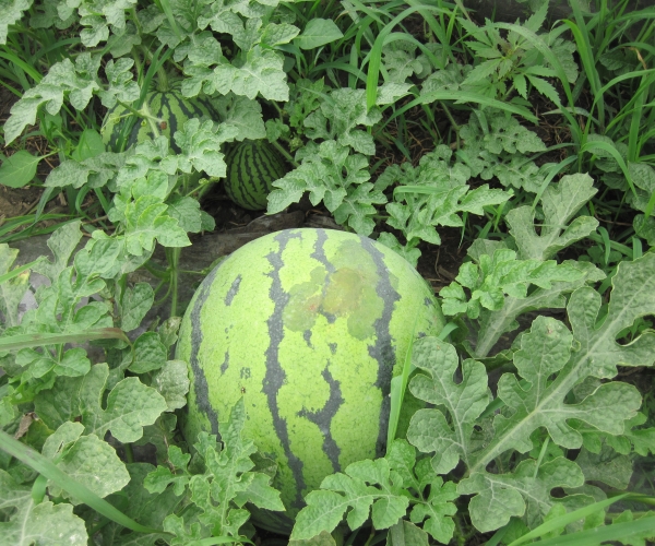 细菌性果斑病.jpg